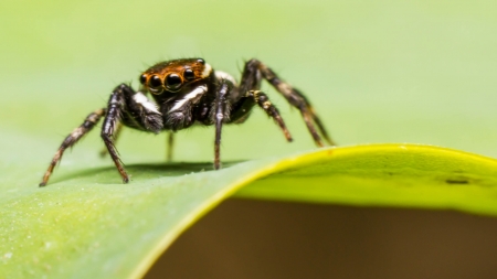 Jumping spiders 