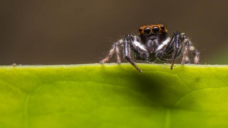 Jumping spiders 