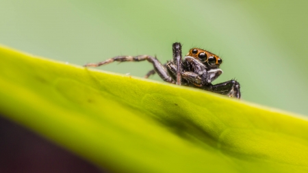 Jumping spiders 