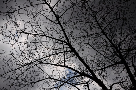 Silhouette of tree with cloudy skyの写真素材