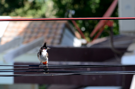 The red-whiskered bulbul on the cable hold dragonfly in mouthの写真素材