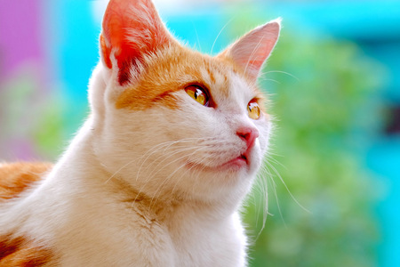 Cat  Looking Forward and Full of Optimismの写真素材