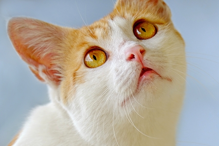 Cat with fascinated or amazed expression, but look silly, like see something that never seen before.の写真素材