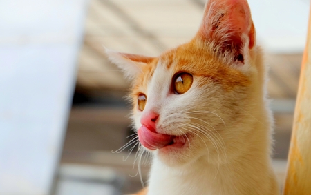 Cute Cat Sticking her tongue outの写真素材