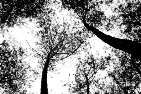 silhouette of tall trees photographed from below, featuring a large tree trunk and branches and leaves that covered the skyの写真素材
