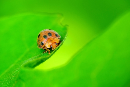 Ladybugs peek from foliage, looking embarrassed to show itself