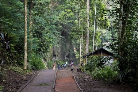 footpath in the middle of big trees with people walking from a distanceの写真素材