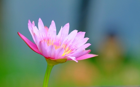 Beautiful lotus flower, red and bloomingの写真素材