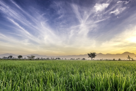 Very vast, broad, extensive, spacious rice field, streched into the horizon.  Behind it is a line of hills and mountains that also expansive. Lonely tree in far away.  Beautiful cloud and blue sky. This photo captured at sunriseの写真素材