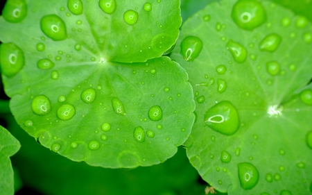 Wide green leaves, with lots of water drops on itの写真素材