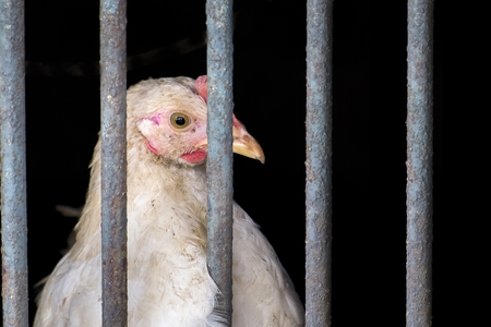 White chicken inside the iron cage, brooding with a blank stare, looked like was thinking about somethingの写真素材