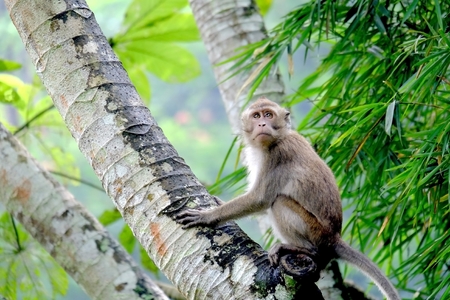 Monkeys crouching on a palm tree trunk, his eyes cautiously viewed conditions surrounding. This is...