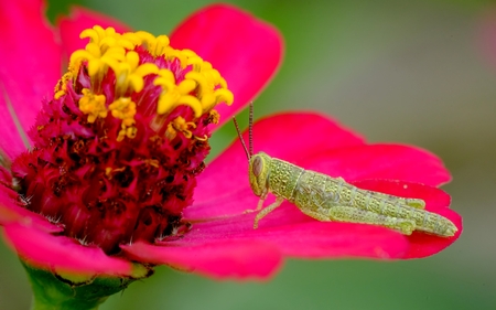Green grasshopper on red corolla, the flower itself is red coloured and have yellow stamensの写真素材