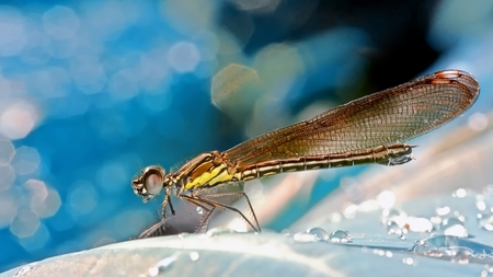 Sharp sideview images of black damselfly perching on leaf, with beautiful blue bokeh backgroundの写真素材