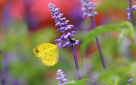 Beautiful yellow butterfly perched on purple flower, with beautiful green background. There also little beetle walking in flowerの写真素材