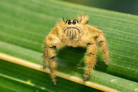 Cute yellow spider, sitting in a leaf,  looking at the camera