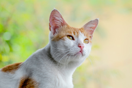 Cute cat portrait, with serious face, seeing something in the top, probably something important and interesting with curiosity and full hope expressionの写真素材