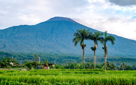 Rows of palm tree in the front of big mountain, captured from the middle of ricefield. This is Slamet mountain, in purwokerto, Central Java, Indonesiaの写真素材