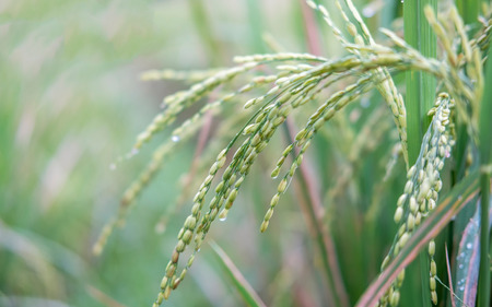 Close up view rice plant / Oryza sativa in a paddy field or rice field