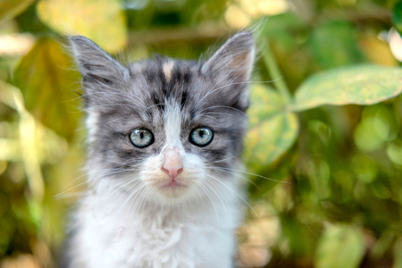 Portrait photo of cute white and black cat, looking at front near bushes, with cute face and big eye and make innocent faceの写真素材