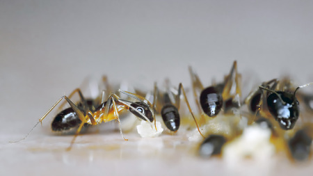 Group of black ant eating sugarの写真素材