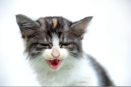 Cute white and brown cat, laughing so hard with eye closedの写真素材