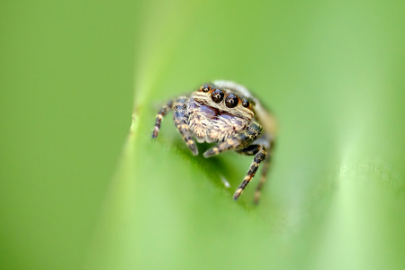 Closeup photo of little brown spider in leaf, showing its four eye