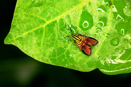 Red colored small moth resting in green leafの写真素材