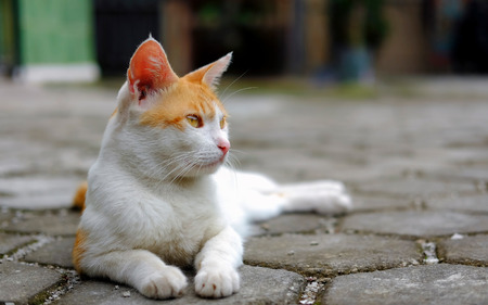 A day of a  cute cat, sitting casually at floor. looking at front with sharp lookの写真素材