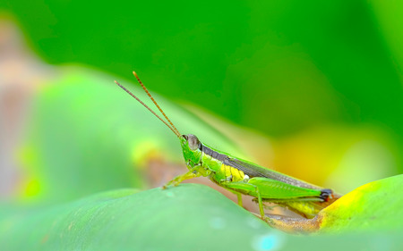 Green grasshoper perching on leaf and see at the camera with its big facet eyesの写真素材