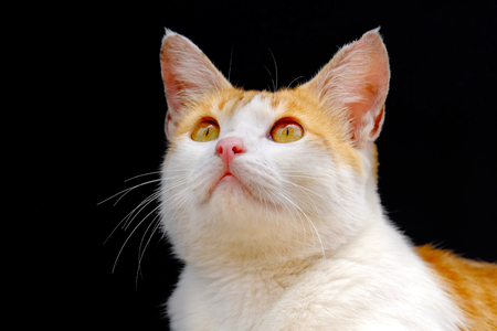 Cat looking upward. White feral cat looking up something on a broad light day.の写真素材