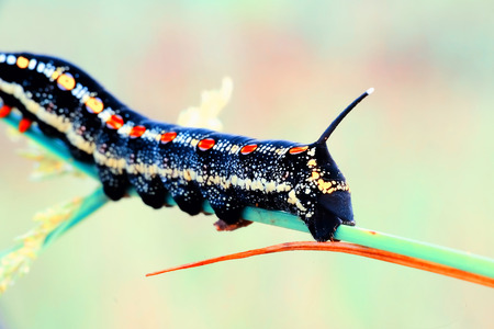 Macro photo of scary looking black caterpillar, with colorful stripe in its body, crawling in grass stalksの写真素材