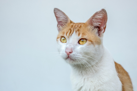 A day of a cat, looking at front with blank expressionの写真素材