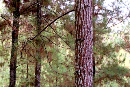Photo of pine tree's trunk, standing  in the forest, showing texture of the trunk, trunk branch and leafの写真素材