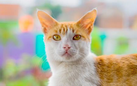 Close up photo of cat face, it have big eye, small jaw, with skeptism expressionの写真素材