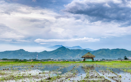 Very vast, broad, extensive, spacious unplanted rice field, stretched into the horizon. And also hut in the middle of rice field.  Behind it is a line of hills and mountains that also expansive, and beautiful cloud yellow sky. This photo captured at afterの写真素材