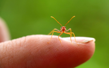 tiny and cute red ant standing in human's index finger. Pay attention to the cameraの写真素材