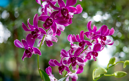 Beautiful wild purple orchid. Symbolize admiration, respect, dignity and royalty.の写真素材