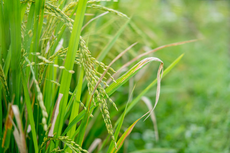 Close up view rice plant / Oryza sativa in a paddy field or rice fieldの写真素材