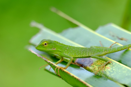 Bronchocela Jubata In The Wild, This is Bronchocela jubata, found mainly in indonesia. The locals call it Bunglon or Londok, the english name is "maned forest lizard". They have characteristic similar to chameleon, But with slimmer body and have eyes moreの写真素材