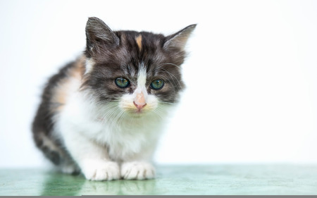 Cute white and brown cat, sit down calmly, looking at frontの写真素材