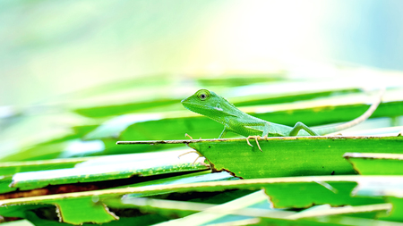 Bronchocela Jubata In The Wild, This is Bronchocela jubata, found mainly in indonesia. The locals call it Bunglon or Londok, the english name is "maned forest lizard". They have characteristic similar to chameleon, But with slimmer body and have eyes moreの写真素材