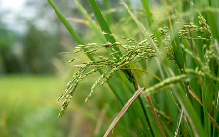 Close up view rice plant / Oryza sativa in a paddy field or rice fieldの写真素材