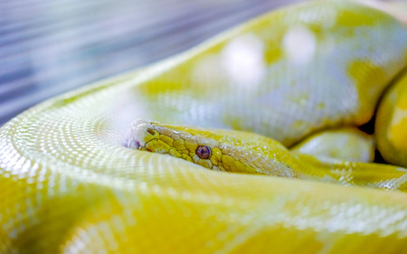 Beautiful yellow colored snake, wrapping its body, with head on top, looking at the camera with scary lookの写真素材