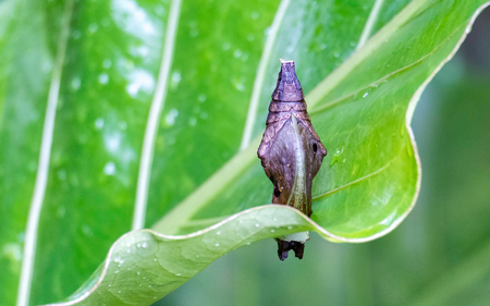 Brown cocoon in green leafの写真素材