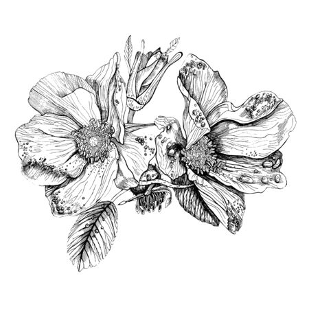 wild rose hip (dog-rose) ink black and white vector illustration isolated on white backgroundの写真素材