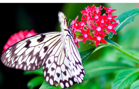 Butterfly with flowerの写真素材