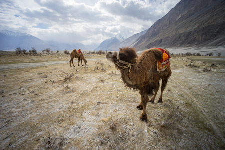 Camels for riding in Hunder sand dunes, Nubra valley, Ladakhの写真素材