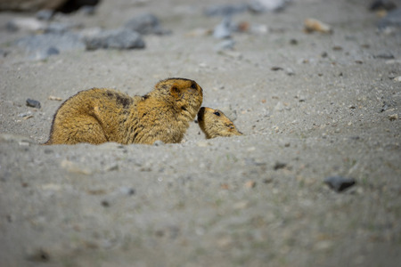 Two marmots greeting at their nest, Ladakh, Indiaの写真素材