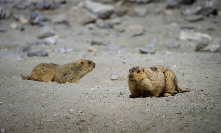 Marmots wander around their nest, Ladakh, Indiaの写真素材